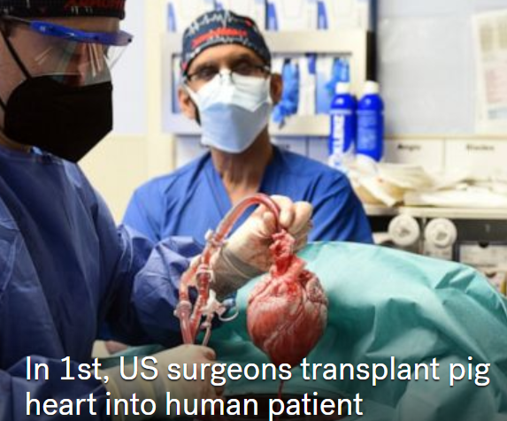 APHA:US surgeons transplant pig heart into human patient